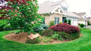 lush landscaped yard with colorful bushes, a tree, green grass and homes in the background