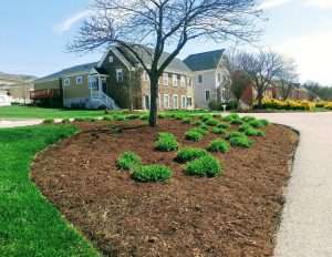 mulched area with small bushes and a tree next to a street with several homes lined up in the background