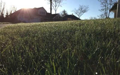 Summer Pests and Diseases in the Yard: Identification, Prevention, and Control