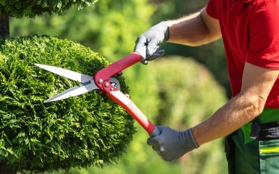 The Importance of Summer Pruning