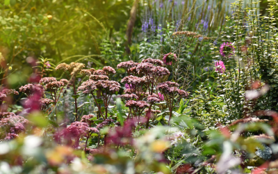 Get Ready for Fall Planting Season