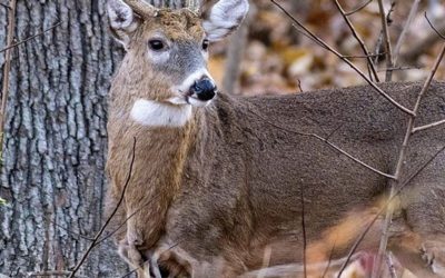 Preventing Deer Damage In Winter