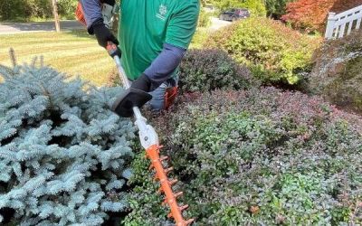 Summer Pruning Tips for Trees and Shrubs in Virginia