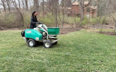 Effective Strategies for Controlling Crabgrass