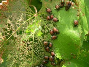 Japanese beetles eating a leaf