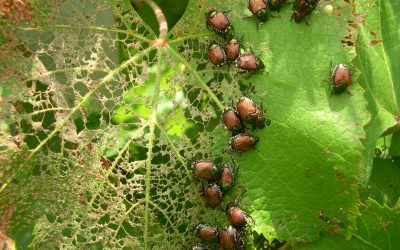 Beat the Beetles Before They Hatch: Act Now on Grub Control