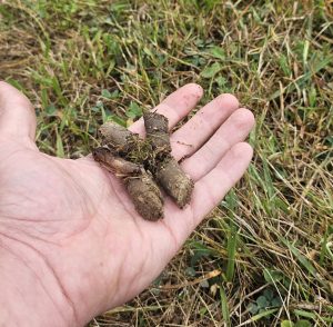 Showing the dirt plugs from aeration