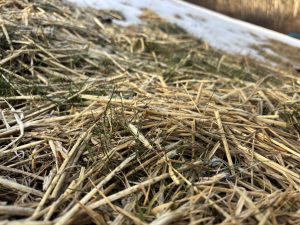 Grass growing through snow