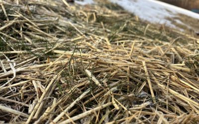 Caring for Your Lawn in Late Winter and Early Spring