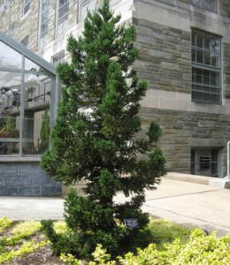 Green tree outside of building