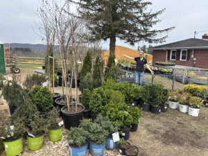 A variety of plants outside a house